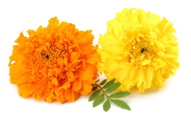 Sarı kadife çiçeği, Tagetes ereksiyon, Meksika kadife çiçeği, Aztek kadife çiçeği, beyaz arka planda izole edilmiş Afrika kadife çiçeği.