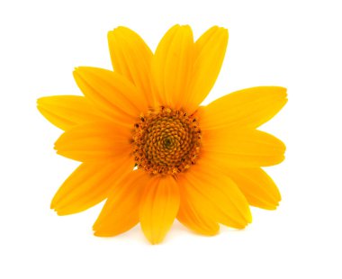 Beyaz arka plan (calendula çiçek) makro'izole kadife çiçeği çiçek