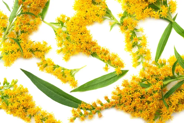 Goldenrods Solidago Kızgözü Çiçekler Izole Beyaz Arka Plan Üzerinde Üstten — Stok fotoğraf