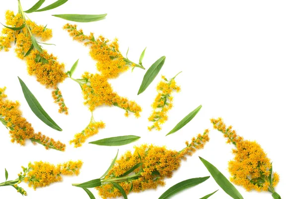 Goldenrods セイタカアワダチソウ子実 花は白い背景の分離します トップ ビュー — ストック写真