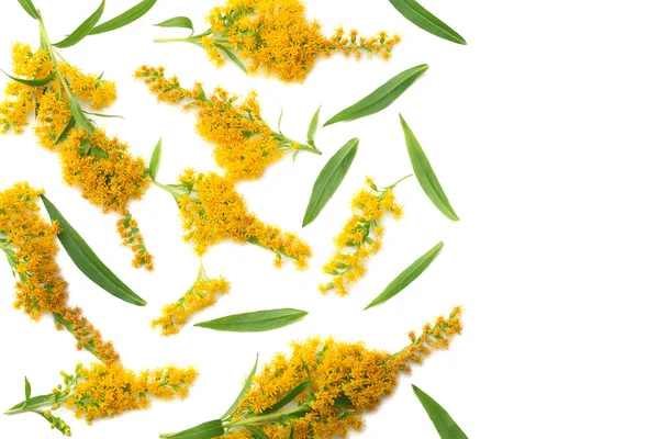 Goldenrods セイタカアワダチソウ子実 花は白い背景の分離します トップ ビュー — ストック写真