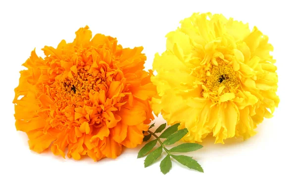 yellow Marigold flower, Tagetes erecta, Mexican marigold, Aztec marigold, African marigold isolated on white background