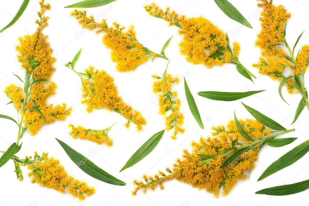 Goldenrods ( Solidago gigantea ) flowers isolated on white background. top view