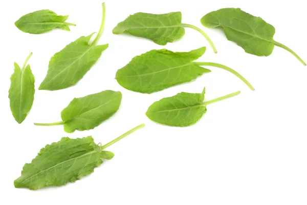 Fräsch Ängssyra Trädgård Ängssyra Rumex Acetosa Gröna Blad Isolerad Vit — Stockfoto