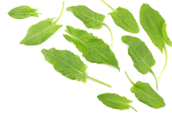 Fräsch Ängssyra Trädgård Ängssyra Rumex Acetosa Gröna Blad Isolerad Vit — Stockfoto