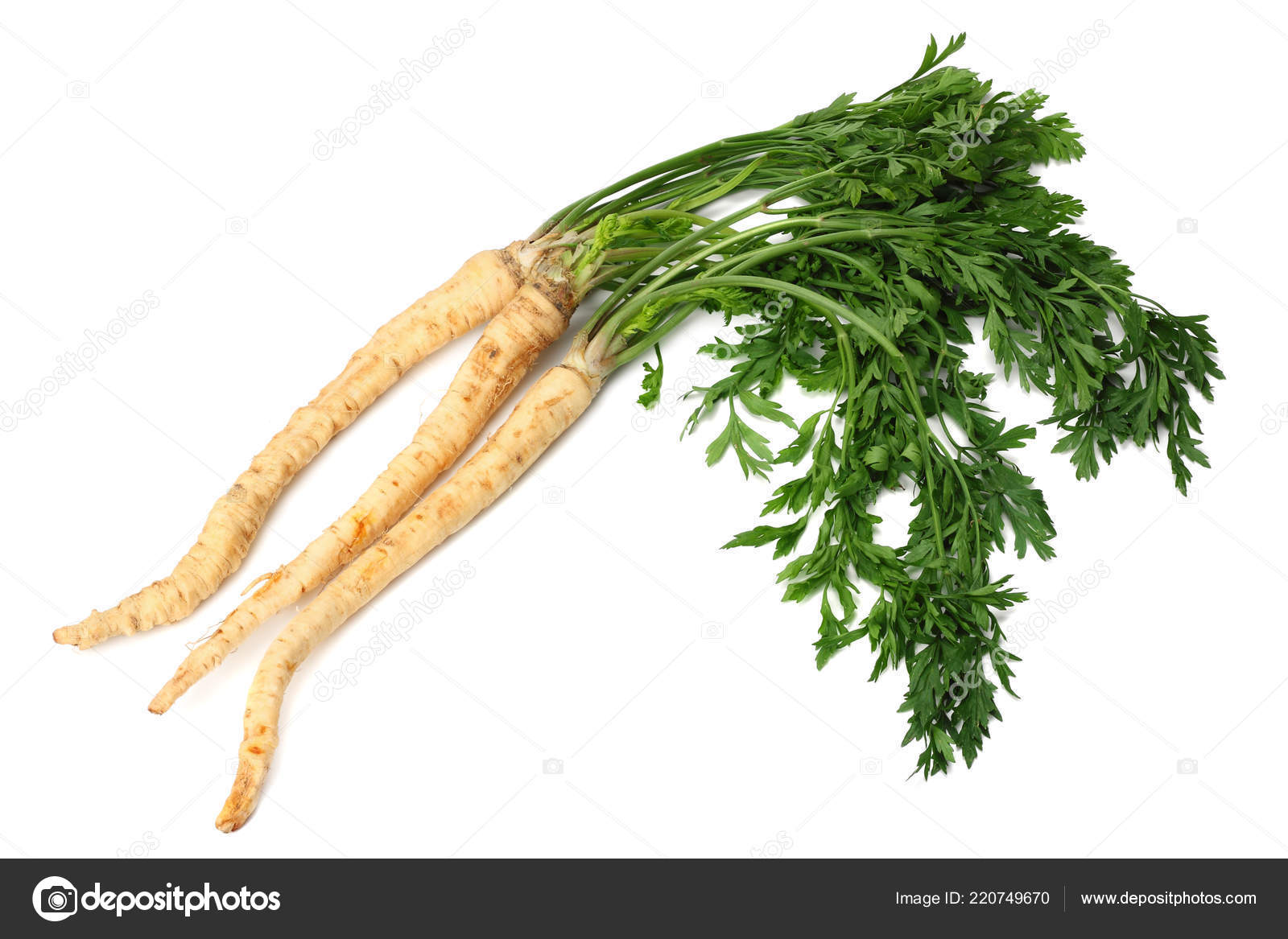 Fresh Parsley Root Isolated White Background Stock Photo Image By C Muslimova Tv Mail Ru Fresh Parsley Root Isolated White Background Stock Photo Image By C Muslimova Tv Mail Ru