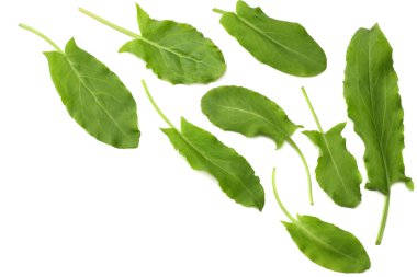 kuzukulağı, Bahçe kuzukulağı taze, yabani acetosa, yeşil yaprakları, beyaz arka plan üzerinde izole. Üstten görünüm 