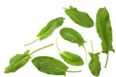 kuzukulağı, Bahçe kuzukulağı taze, yabani acetosa, yeşil yaprakları, beyaz arka plan üzerinde izole. Üstten görünüm 