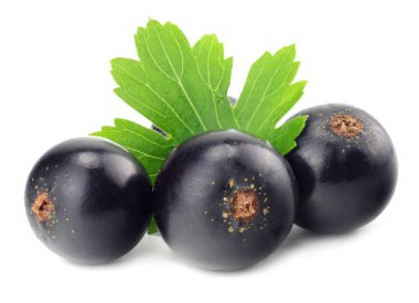 Beyaz arka planda yeşil yapraklı siyah frenk üzümü. makro