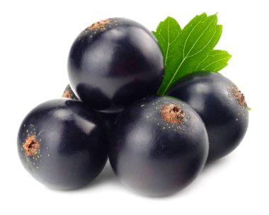 Beyaz arka planda yeşil yapraklı siyah frenk üzümü. makro