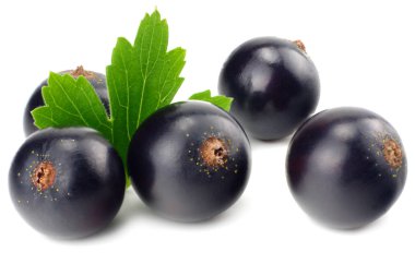 Beyaz arka planda yeşil yapraklı siyah frenk üzümü. makro