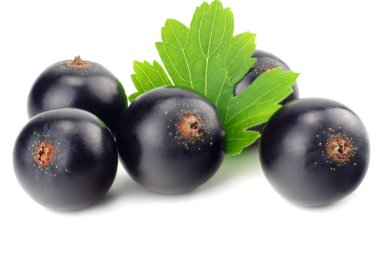 Beyaz arka planda yeşil yapraklı siyah frenk üzümü. makro