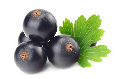 Beyaz arka planda yeşil yapraklı siyah frenk üzümü. makro