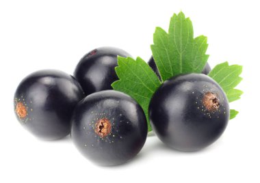 Beyaz arka planda yeşil yapraklı siyah frenk üzümü. makro