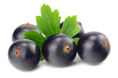 Beyaz arka planda yeşil yapraklı siyah frenk üzümü. makro