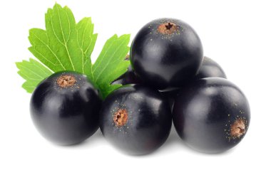 Beyaz arka planda yeşil yapraklı siyah frenk üzümü. makro