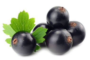 Beyaz arka planda yeşil yapraklı siyah frenk üzümü. makro