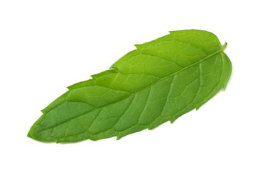 Beyaz arkaplanda izole edilmiş taze nane yaprakları