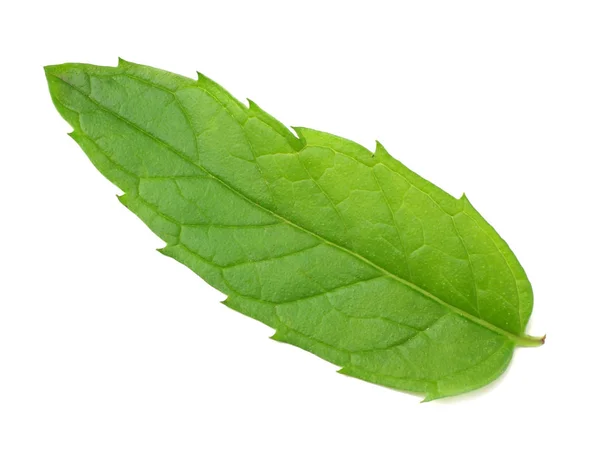 Feuilles Menthe Fraîches Isolées Sur Fond Blanc — Photo