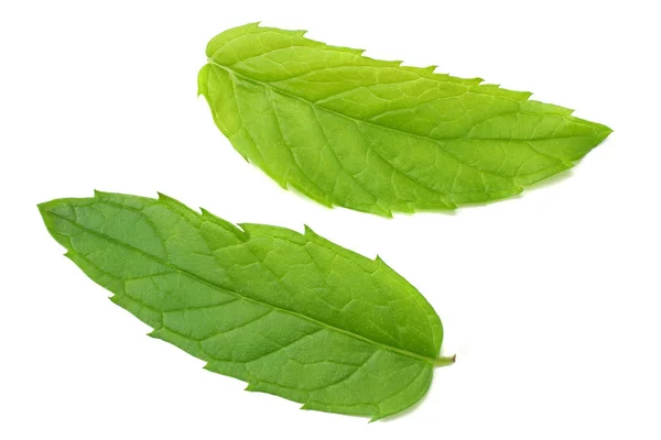 Hojas Frescas Menta Aisladas Sobre Fondo Blanco —  Fotos de Stock