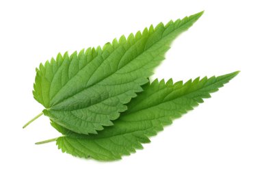 Beyaz arka plan üzerinde izole ısırgan yaprağı. üstten görünüm. Tıbbi otlar.