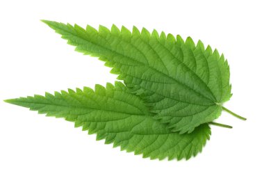 Beyaz arka plan üzerinde izole ısırgan yaprağı. üstten görünüm. Tıbbi otlar.