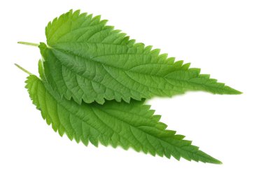 Beyaz arka plan üzerinde izole ısırgan yaprağı. üstten görünüm. Tıbbi otlar.