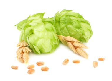 Beyaz arka plan üzerinde izole koniler hop. Bira bira malzemeler. Bira bira kavramı. Bira arka plan