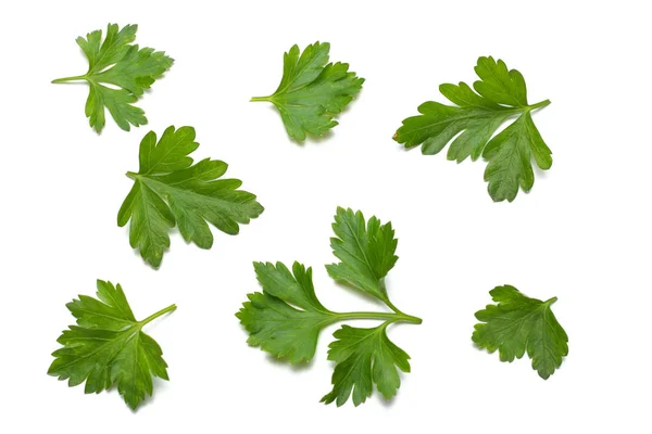 Grüne Frische Petersilienblätter Isoliert Auf Weißem Hintergrund — Stockfoto