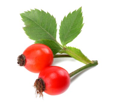 Köpek gül ya da yaban gülü (Rosa canina) çilek beyaz arka plan üzerinde izole yeşil yaprak