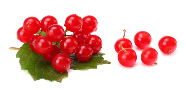 Rote Beeren Von Viburnum Pfeilholz Mit Grünem Blatt Isoliert Auf — Stockfoto