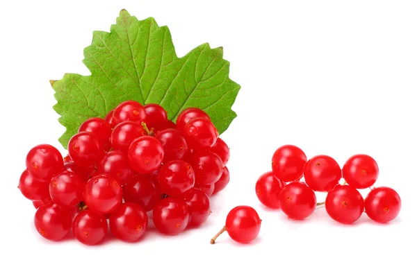 红色浆果的荚蒾 与绿色叶子查出的白色背景 — 图库照片