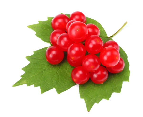 Rote Beeren Von Viburnum Pfeilholz Mit Grünem Blatt Isoliert Auf — Stockfoto