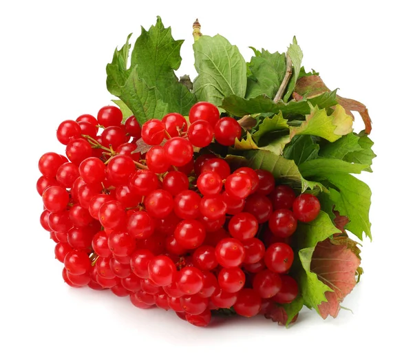 Rote Beeren Von Viburnum Pfeilholz Mit Grünem Blatt Isoliert Auf — Stockfoto