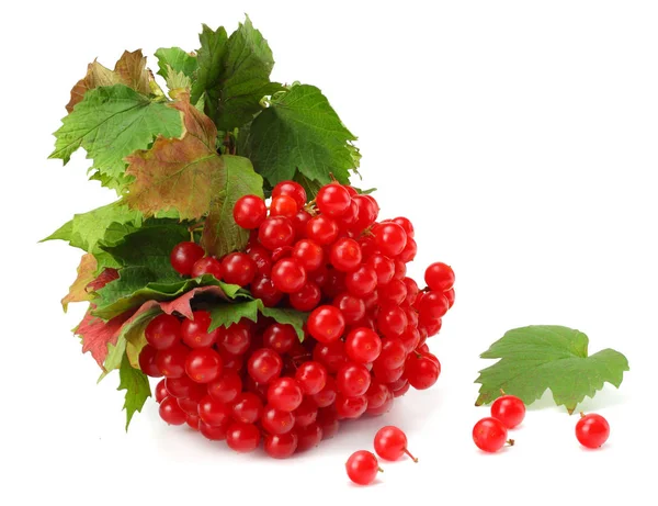 Rode Bessen Van Viburnum Pijl Hout Met Groene Blad Geïsoleerd — Stockfoto