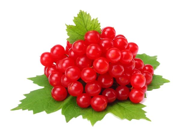 Rote Beeren Von Viburnum Pfeilholz Mit Grünem Blatt Isoliert Auf — Stockfoto