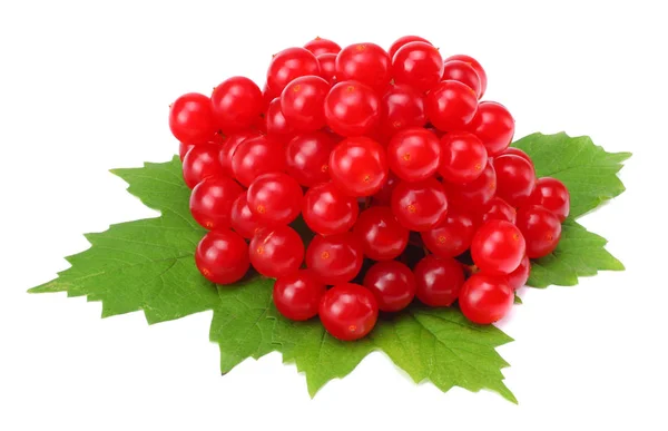 Rote Beeren Von Viburnum Pfeilholz Mit Grünem Blatt Isoliert Auf — Stockfoto