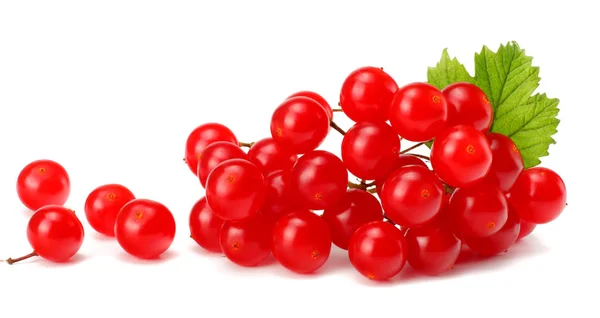 Red Berries Viburnum Arrow Wood Green Leaf Isolated White Background — Stock Photo, Image