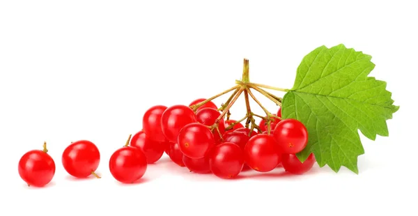 Red Berries Viburnum Arrow Wood Green Leaf Isolated White Background — Stock Photo, Image