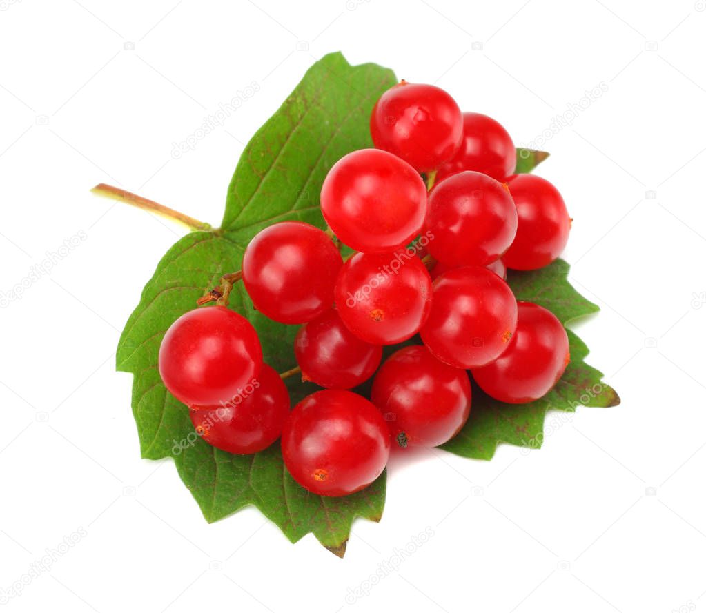 Red berries of Viburnum (arrow wood) with green leaf isolated on white background