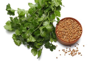 kişniş yaprakları ve beyaz arka plan üzerinde üstten görünüm izole tohum