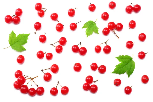 Red Berries Viburnum Arrow Wood Green Leaf Isolated White Background — Stock Photo, Image