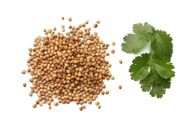 Coriander Leaves Seeds Isolated White Background Top View — Stock Photo, Image