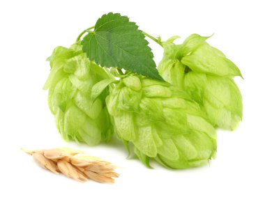 Koniler ve beyaz arka plan üzerinde izole buğday kulakları hop. Bira bira malzemeler. Bira bira kavramı. Bira arka plan.