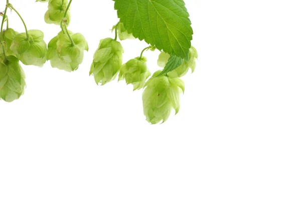 Beer brewing ingredients Hop cones isolated on white background. Beer brewery concept. Beer background