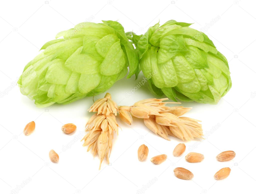 Hop cones and wheat ears isolated on white background. Beer brewing ingredients. Beer brewery concept. Beer background.