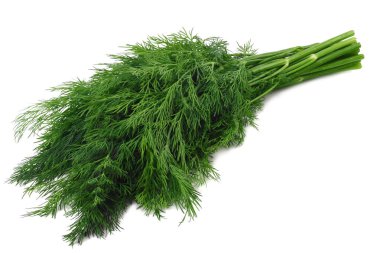 Taze yeşil dereotu beyaz arkaplanda izole edilmiş.