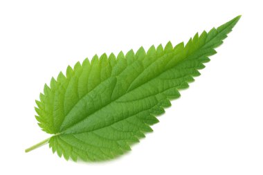 Beyaz arka plan üzerinde izole ısırgan yaprağı. Tıbbi otlar.