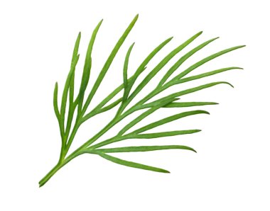 Taze yeşil dereotu beyaz arka planda izole edilmiş. makro