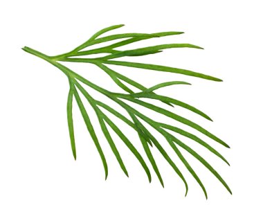 Taze yeşil dereotu beyaz arka planda izole edilmiş. makro